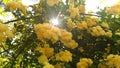 Yellow flowers of japanese rose Kerria Japonica pleniflora. Royalty Free Stock Photo