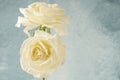 Yellow roses on blue background with copy space Royalty Free Stock Photo