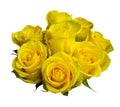 Yellow roses. bouquet of yellow roses isolated on white background Royalty Free Stock Photo