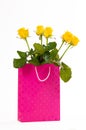 Yellow roses bouquet in a pink paper bag, isolated on white background. Royalty Free Stock Photo