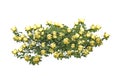 Yellow roses on branches Royalty Free Stock Photo