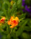 Yellow roses. Bring friendship you share the purist of colors Royalty Free Stock Photo