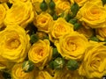 Yellow roses with buds and green leaves close up Royalty Free Stock Photo