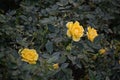 Yellow roses bush