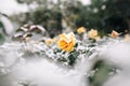 Yellow roses bushes covered with snow at a winter park. Green bushes of beautiful yellow roses flowers under the layer of white Royalty Free Stock Photo