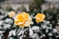 Yellow roses bushes covered with snow at a winter park. Green bushes of beautiful yellow roses flowers under the layer of white Royalty Free Stock Photo