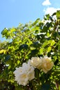 Yellow roses close up against a blue sky. Rose Bush on a background of green foliage. Flowering shrubs in the garden design Royalty Free Stock Photo