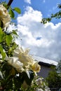 Yellow roses close-up against a blue sky and white clouds. Rose Bush on a background of green foliage. Flowering shrubs in the Royalty Free Stock Photo