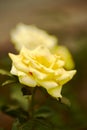 Yellow roses Garden decoration Royalty Free Stock Photo