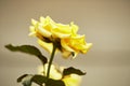 Yellow roses Garden decoration Royalty Free Stock Photo