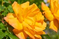 Yellow roses in dew drops,close up of a rose in the sun in the morning in the garden Royalty Free Stock Photo