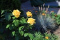 Yellow roses and fescue on one bed