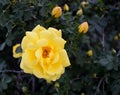 Yellow Floribunda Roses and RoseBuds