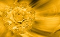 yellow roses flower bouquet on speed and laser on blur roses flower background, fashion, nature, banner, template, card, copy