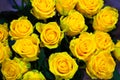 Yellow roses flowers, floral background for mothers day, wedding Royalty Free Stock Photo