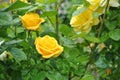 Yellow roses in the garden