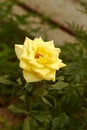 Yellow roses Garden decoration Royalty Free Stock Photo