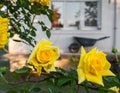 Yellow roses garden house spring flower petal gardening Royalty Free Stock Photo