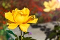 Yellow roses in the garden is ready for Valentine`s Day Royalty Free Stock Photo