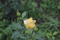 Yellow roses in summer. photo