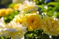 Yellow roses in the garden surrounded by lush green leaves Royalty Free Stock Photo