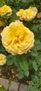 Yellow Roses garden Royalty Free Stock Photo