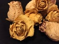 Yellow roses herbarium