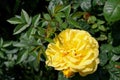 Summer background. Perfumed flower in the sunlight. Yellow roses in the garden Royalty Free Stock Photo