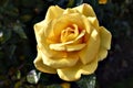Beautiful Yellow Rose Royalty Free Stock Photo