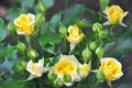 Yellow Roses Outdoor, Many Flowers