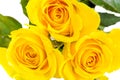 Yellow roses Royalty Free Stock Photo
