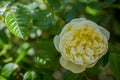 Yellow roses in the park Royalty Free Stock Photo