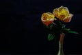 Yellow roses in the pewter vase isolated on a black background.