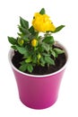 Yellow roses in a pink flowerpot on a white background. Houseplants concept. Royalty Free Stock Photo