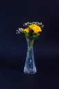 Yellow roses with small buds and gypsophila white flowers in a crystall vase on black or dark blue background Royalty Free Stock Photo