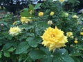 Yellow roses after summer rain