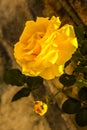 Yellow roses at sunset