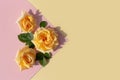 Yellow roses on trendy geometric background. Fashionable template in flat lay style with place for your text Royalty Free Stock Photo