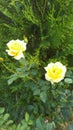 Two yellow roses Royalty Free Stock Photo