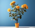 yellow roses in a vase on a table against a blue background Royalty Free Stock Photo