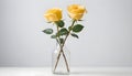 Yellow roses in vase on white background. Copy space for text. Generative AI Royalty Free Stock Photo