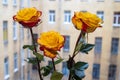 Yellow roses in a vase on the windowsill