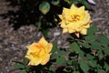 Yellow Roses on a warm summer day after a short rain Royalty Free Stock Photo