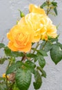 Yellow roses on the white wall background Royalty Free Stock Photo