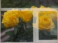 yellow roses in the window, multiple exposure. Royalty Free Stock Photo