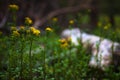 yellow flowers