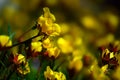 Yellow Ross Alpine Aven Wildflower Flower