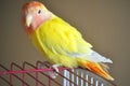 Yellow rosy-faced lovebird parrot