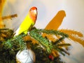 Yellow rosy-faced lovebird parrot sits on green spruce branch. Beautiful pet bird. Christmas holiday Royalty Free Stock Photo