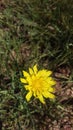 Yellow Rough Hawksbeard Flower Macro